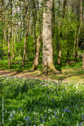 Trees in the spring woods 1117
