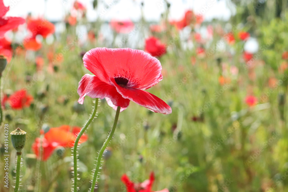 Obraz premium ポピー 花 赤い 綺麗 鮮やか 鉄橋 美しい 花畑 カラフル 淡い グリーン 日本