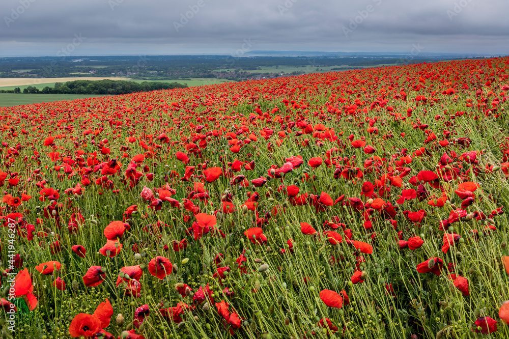 Red sea of poppies on a wet and cloudy day in June, on the Trundle, South Downs, West Sussex, south east England