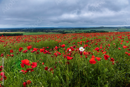 White poppy in among all the red poppies on the Trundle South Downs West Sussex south east England