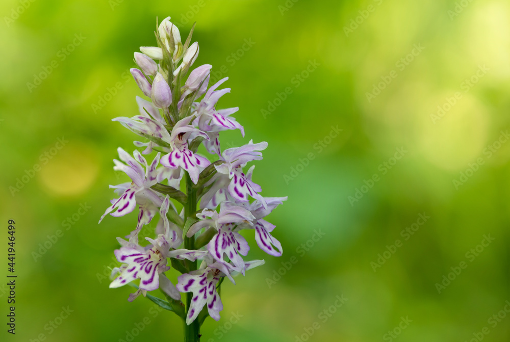Close up of a common spotted orchid (dactylorhiza fuchsii) flower in bloom Close up of a common spotted orchid (dactylorhiza fuchsii) flower in bloom