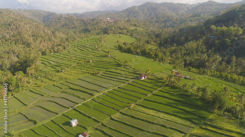 green rice terraces  fields and agricultural land with crops. aerial view farmland with rice terrace agricultural crops in countryside Indonesia Bali