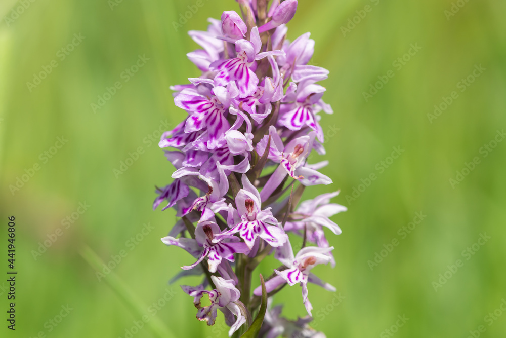Close up of a common spotted orchid (dactylorhiza fuchsii) flower in bloom Close up of a common spotted orchid (dactylorhiza fuchsii) flower in bloom
