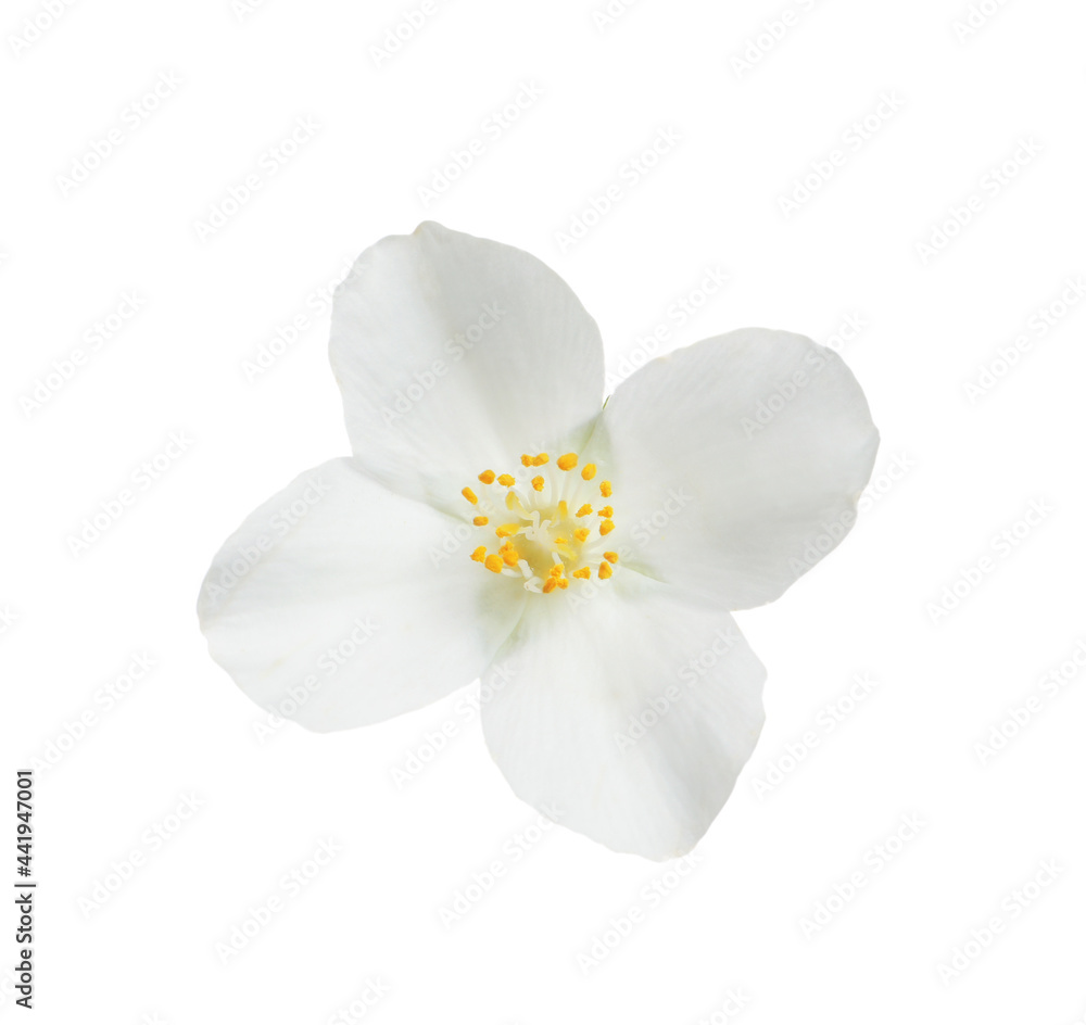 Beautiful flower of jasmine plant isolated on white Beautiful flower of jasmine plant isolated on white
