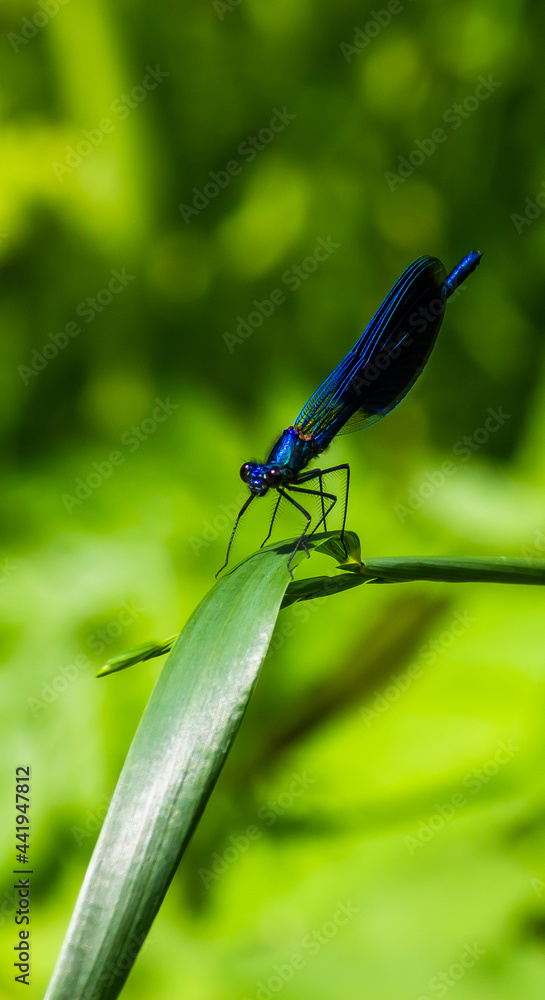 dragonfly on a green leaf in summer near the river dragonfly on a green leaf in summer near the river