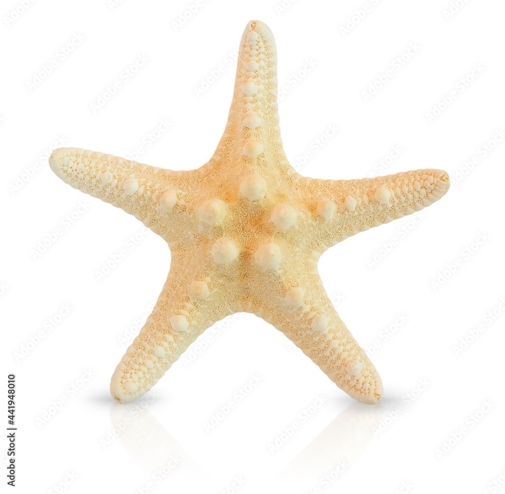 Calcified starfish. Starfish on a white background. Calcified starfish. Starfish on a white background.