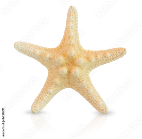 Calcified starfish. Starfish on a white background.