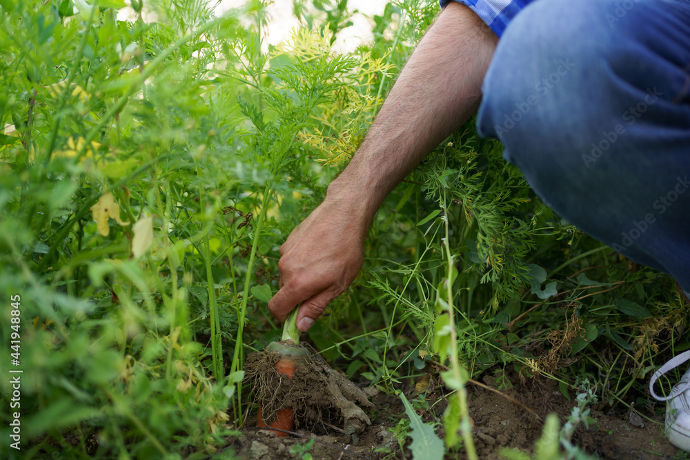 Fototapeta premium A farmer pulls carrots out of the ground in the garden, orange roots, green leaves, fresh vegetables, healthy food and vitamins