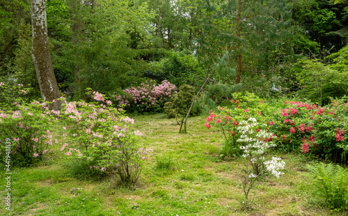 Fototapeta Naklejka Na Ścianę i Meble -  Spring flowers in green woodland 2709