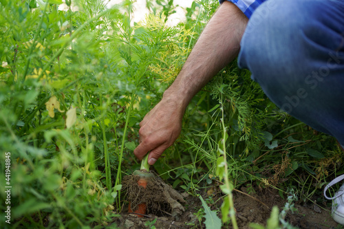 A farmer pulls carrots out of the ground in the garden, orange roots, green leaves, fresh vegetables, healthy food and vitamins