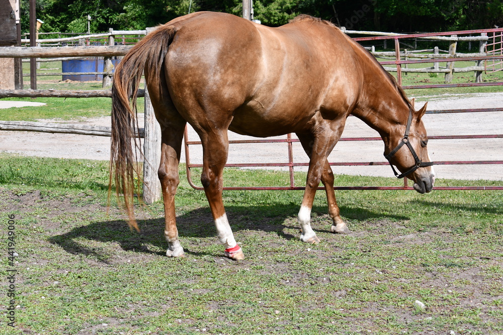 Fototapeta premium Sedated horse after treatment by veterinarian for mud foot or pastern dermatitis