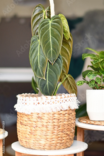 Tropical 'Philodendron Melanochrysum' houseplant with long velvel leaves in basket flower pot on table photo