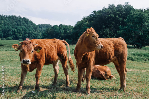 Beautiful little calf in green grass. Farm in Olimje, Slovenia. photo