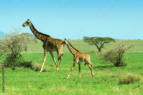 Girafe et Girafon Masa    giraffa tippelskirchi Serengeti Afrique