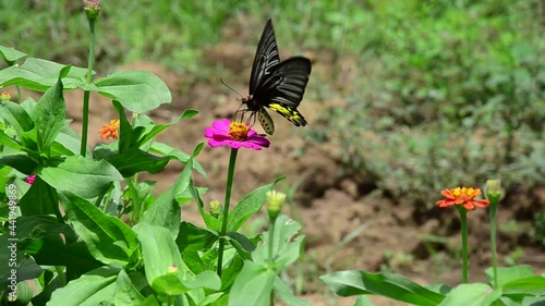 the butterfly and flowers blooming
