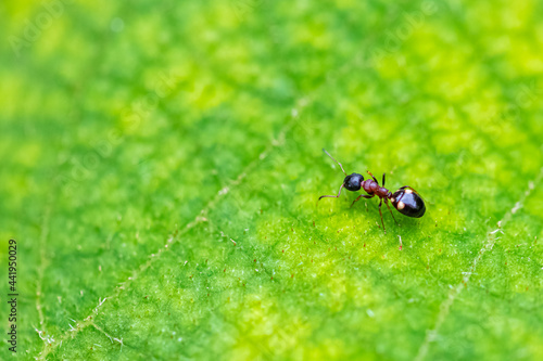 Ant, Dolichoderus quadripunctatus, walking on a green leaf in spring
 photo