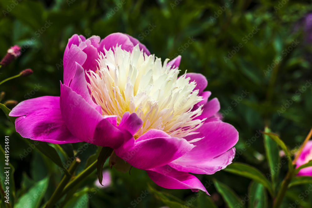 Chalice forming pink with pale cream centre peony Bowl of Beauty flower close up in a garden. Chalice forming pink with pale cream centre peony Bowl of Beauty flower close up in a garden.
