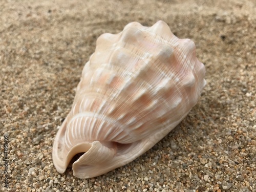 浜辺の貝殻