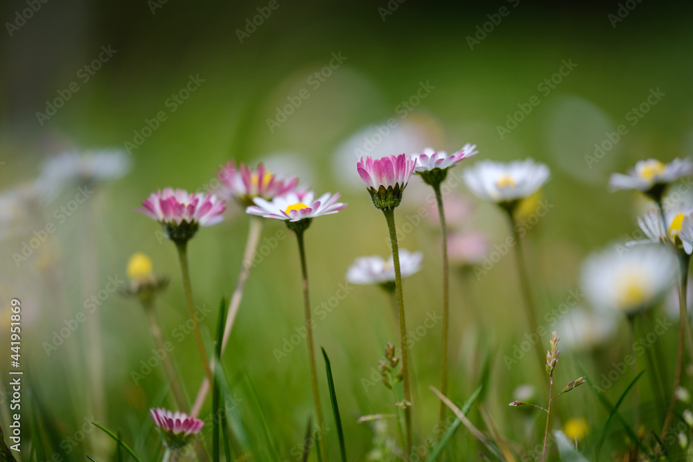 Fototapeta premium Common daisy beautiful flowers on a grassland