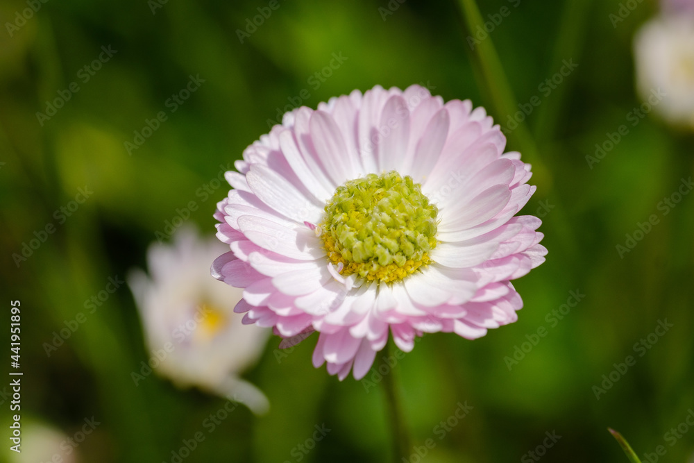 Common daisy beautiful flowers on a grassland Common daisy beautiful flowers on a grassland