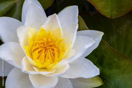 Close-up of large white water lily flower in a garden pond.