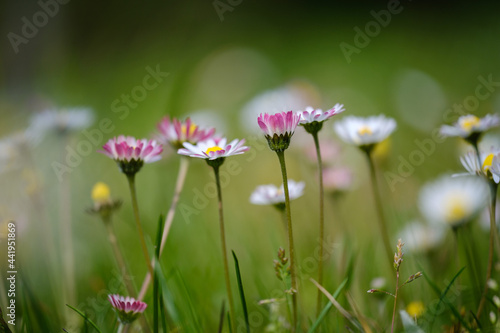 Common daisy beautiful flowers on a grassland