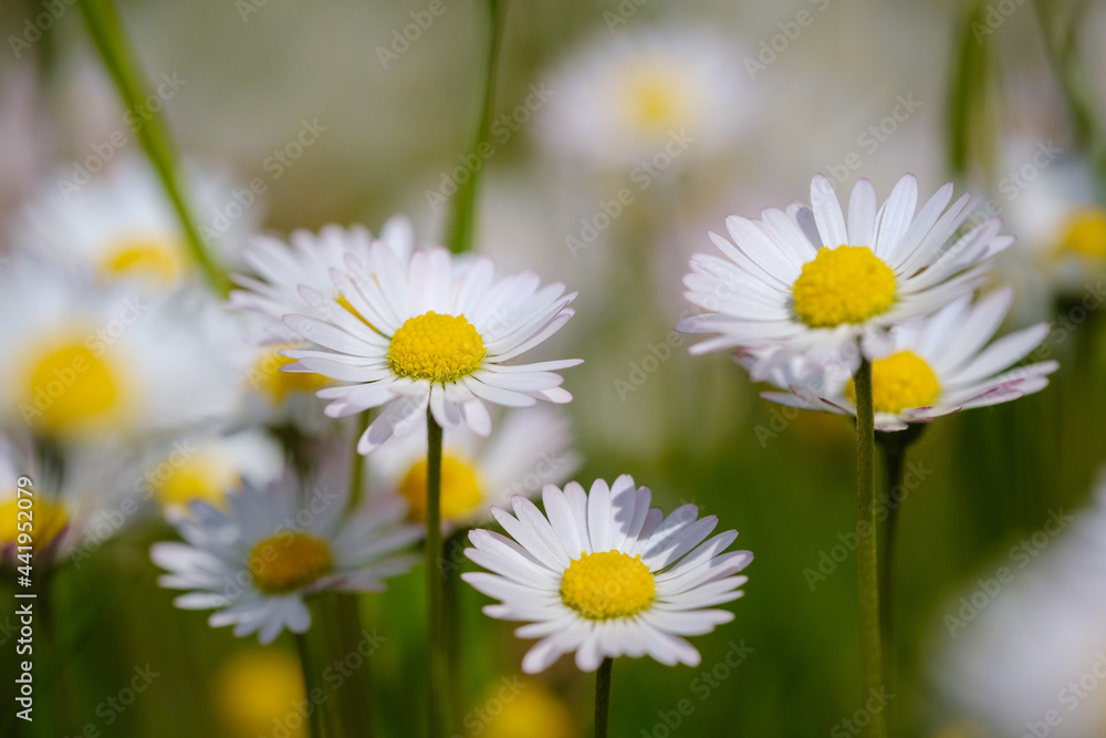 Common daisy beautiful flowers on a grassland Common daisy beautiful flowers on a grassland