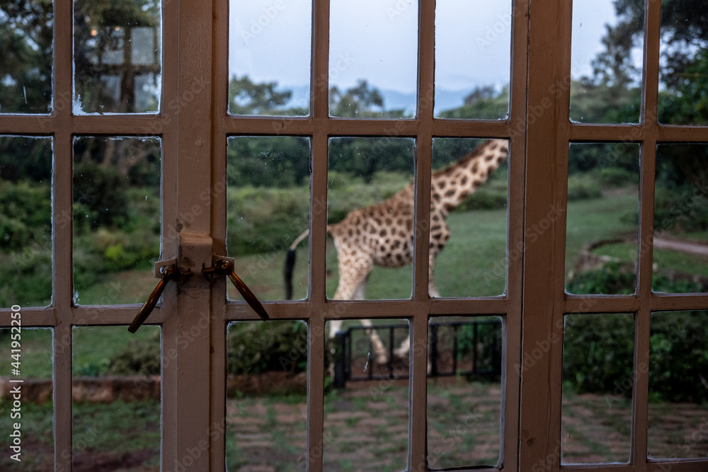 giraffes near people's dwellings look into the windows giraffes near people's dwellings look into the windows