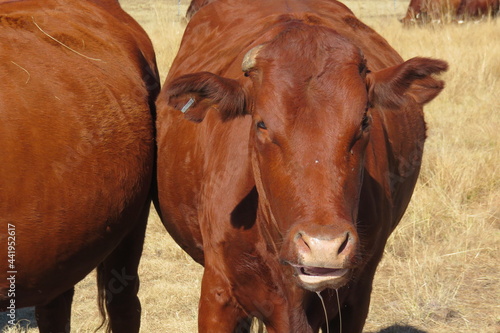 Closeup face view of a shiny brown cow