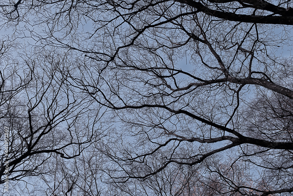 view of branches without leaves background, abstract, stress sadness view of branches without leaves background, abstract, stress sadness