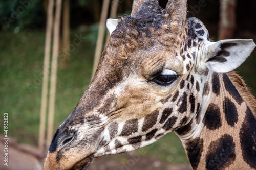 giraffe close-up on a green background 