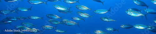 Photography scad jamb under water / sea ecosystem, large school of fish on a blue background