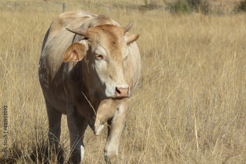 Closeup of a beige and white cow standing in a light brown grass field