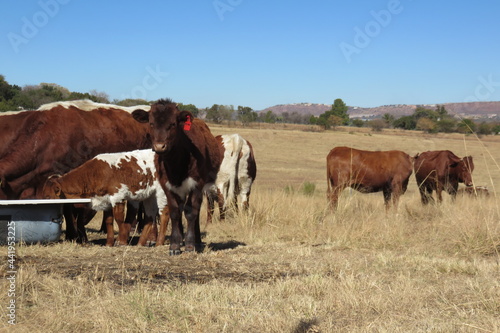 Cows and calves in a brown grass field under a blue sky. One cute brown and white calf with a red ear tag is standing facing the camera, while the herd of cows are drinking water behind © Desire