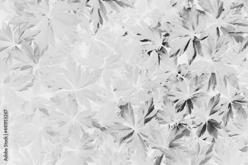 black white texture leaves / abstract nature background unusual