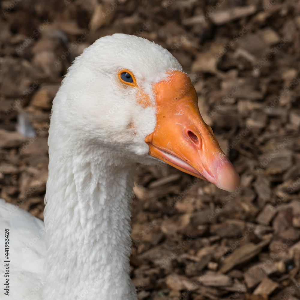 white goose head