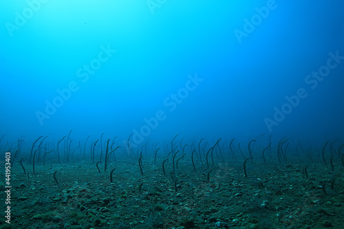 sea eels underwater / garden eels, sea snakes, wild animals in the ocean © kichigin19