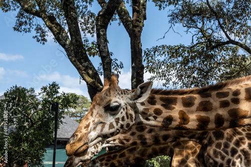 Canvas Print giraffes came to the people in the cafeteria for breakfast in Kenya