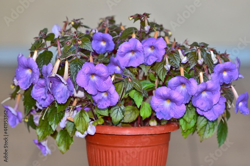 Achimenes plant with a large number of purple flowers in a flower pot in the room