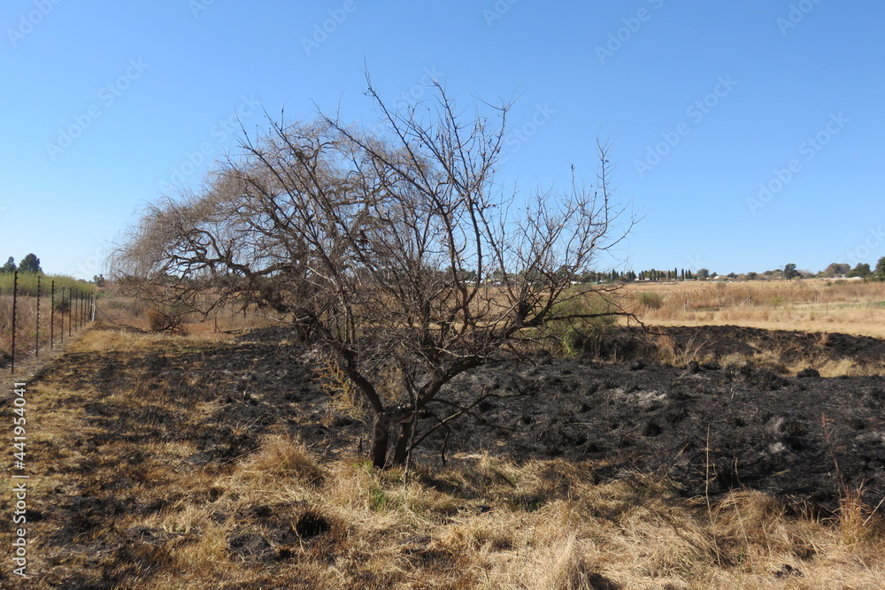 Large dried out, leafless tree surrounded by winter's dull brown grasslands and burnt black grass remains under a crystal clear blue sky Large dried out, leafless tree surrounded by winter's dull brown grasslands and burnt black grass remains under a crystal clear blue sky