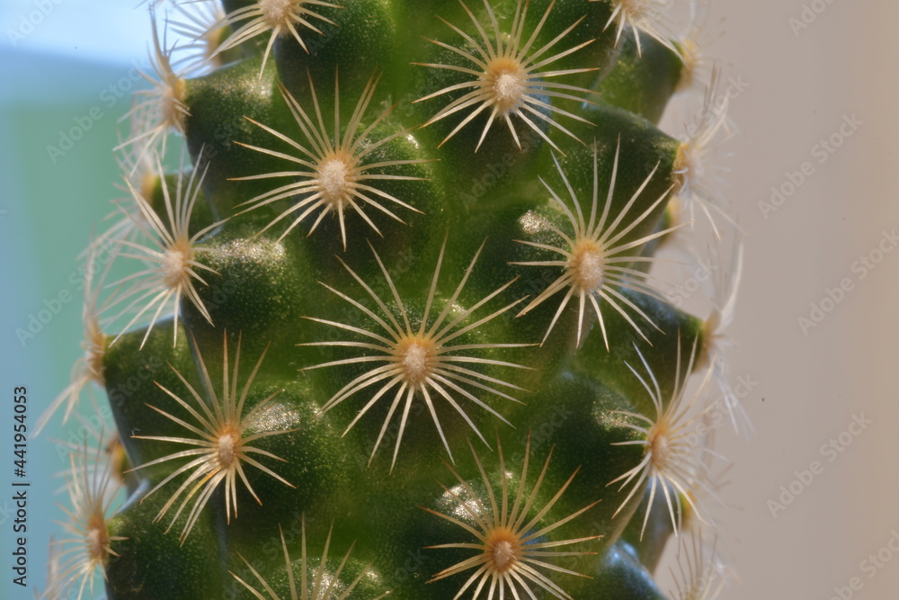 close up of cactus close up of cactus