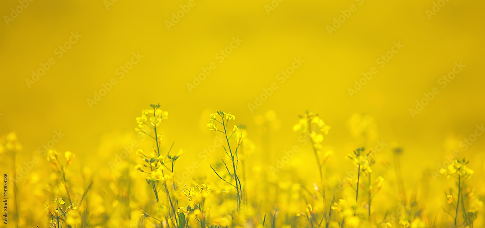 abstract summer background texture of yellow flowers in the field, beautiful nature sunny day wild flower abstract summer background texture of yellow flowers in the field, beautiful nature sunny day wild flower