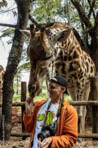Canvas Print feeding giraffes from the hands of those who came from the forest