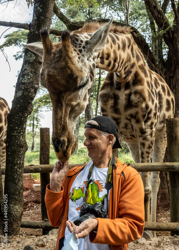Canvas Print feeding giraffes from the hands of those who came from the forest