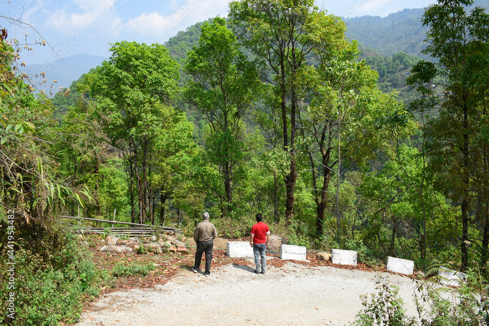 Fototapeta premium The mystique view of green trees in himalayan forest.