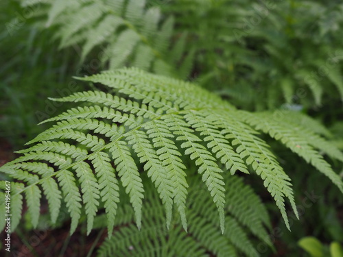 Fern-shaped plant in the forest. Beautiful graceful green leaves. Polypodiphyta, a department of vascular plants that includes modern ferns and ancient higher plants photo