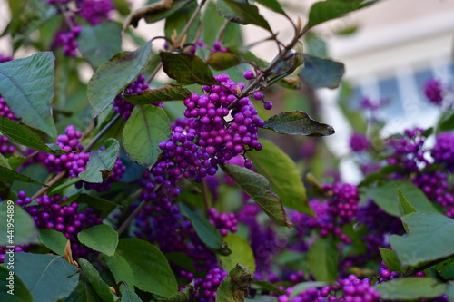 flowers in the garden