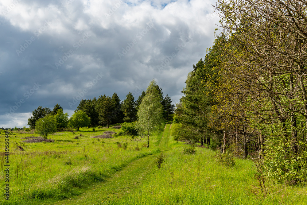 Beautiful forest panorama, meadow and road Beautiful forest panorama, meadow and road
