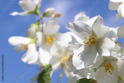 Closeup view of beautiful blooming white jasmine shrub against blue sky