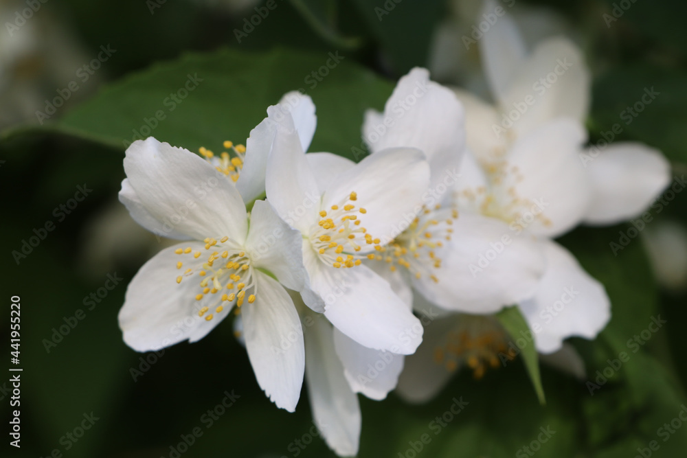 Closeup view of beautiful blooming white jasmine shrub outdoors Closeup view of beautiful blooming white jasmine shrub outdoors